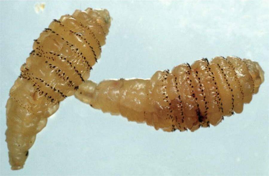 De larven van de D.hominis